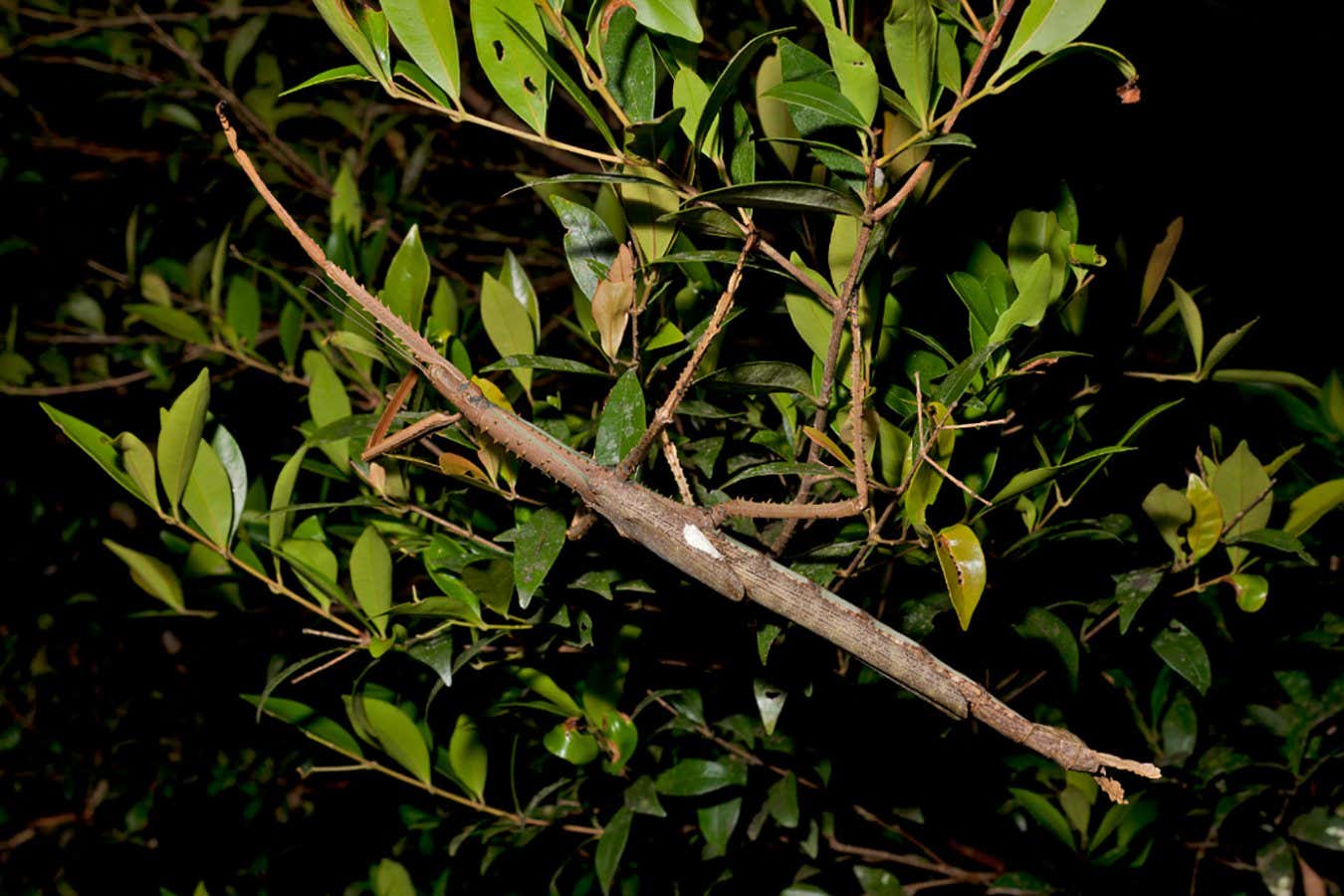 Newly Discovered Science Stick Insects Australias Heaviest Insects Yet