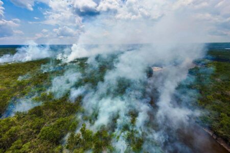 No Carbon Offset Programs Established Due to Forest Fires No Carbon Offset Programs Established Due to Forest Fires