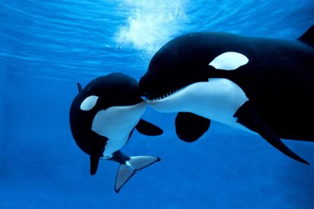 Orca Captured Engaging in a “Tongue Kiss” in the Wild for the First Time Orca Captured Engaging in a Tongue Kiss in the Wild
