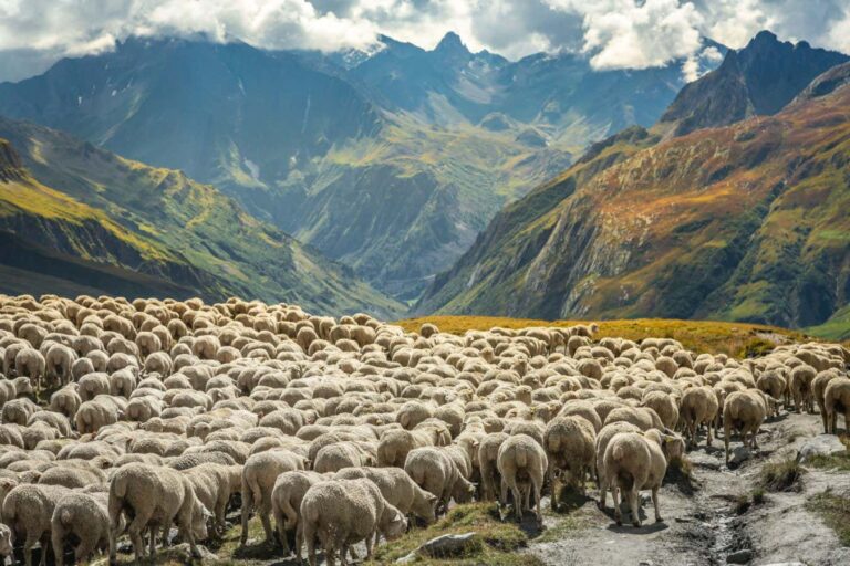 Ranches and Agriculture Deplete Nearly All Soil in the Alps