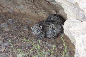 Rare Photos Showcase Snow Leopard Cubs in Their Den