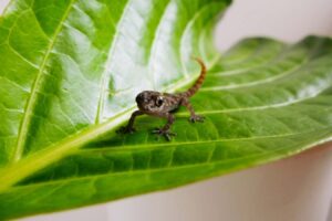 Rediscovery of a Tiny Elusive Gecko in the Galapagos Islands