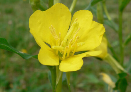 Research Indicates Omega 6 Fatty Acids Do Not Elevate Inflammation Markers