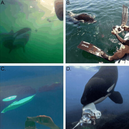 Scientists Discover That Wild Killer Whales Occasionally Share Food with Humans Scientists Discover That Wild Killer Whales Occasionally Share Food with