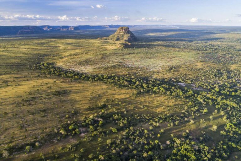 Significant Carbon Sinks Could Be Gone for a Second Consecutive Year Significant Carbon Sinks Could Be Gone for a Second Consecutive