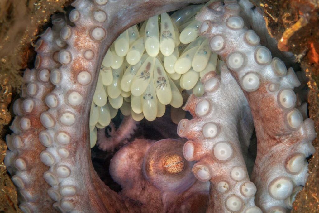 Stunningly Intimate Octopus Photos Take Home Aquatic Photography Award