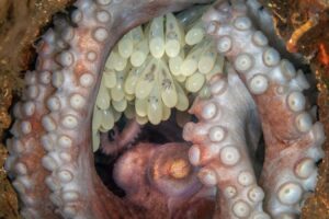 Stunningly Intimate Octopus Photos Take Home Aquatic Photography Award