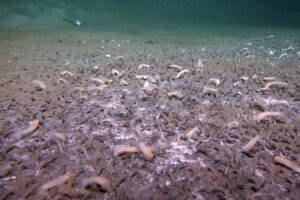 Surviving and Thriving in One of Earths Most Hostile Environments