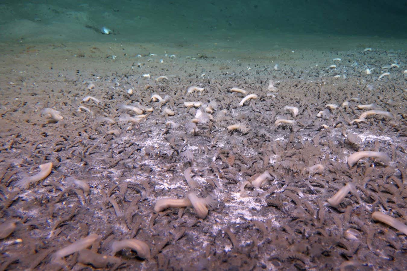 Surviving and Thriving in One of Earths Most Hostile Environments