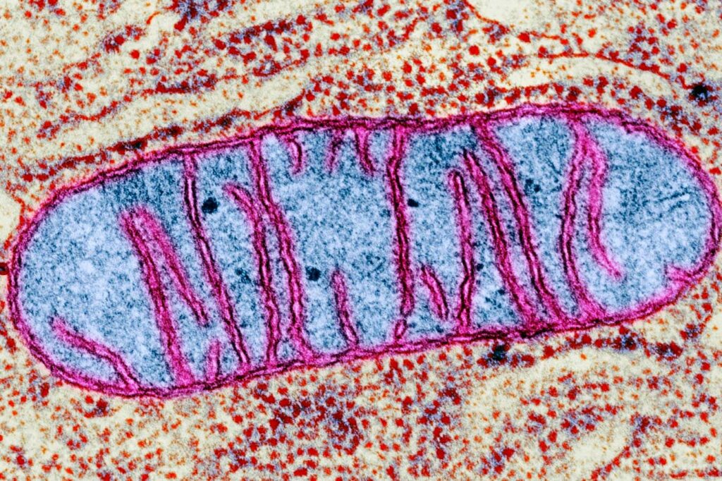 The Role of Brain Mitochondria in Initiating Sleep