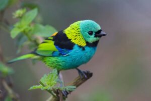 The Secret Behind What Enchants the Dazzling Songbirds
