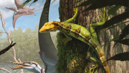 The Tree Dwelling Relatives of Tuatala Inhabitants of the Solnhoven Islands