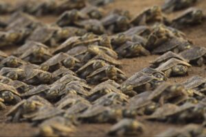 This Adorable Footage Captures a Baby Turtle Responding to Its