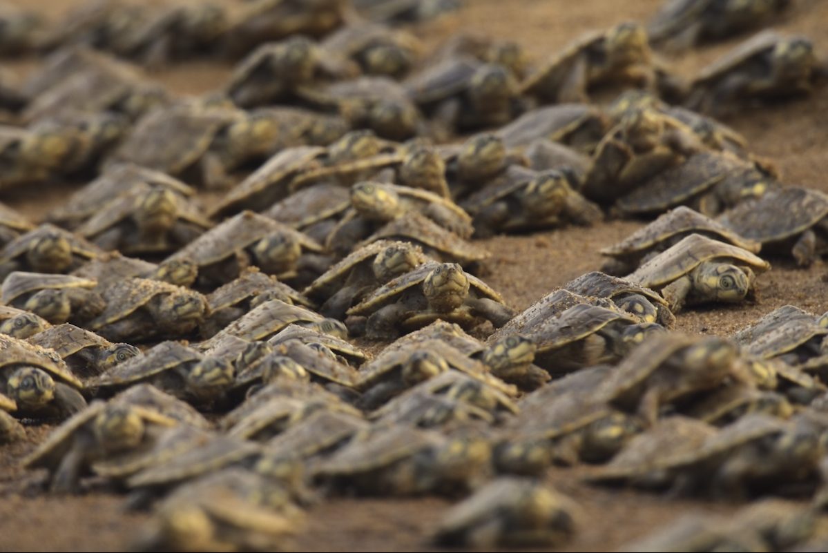 This Adorable Footage Captures a Baby Turtle Responding to Its