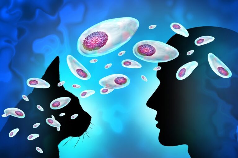 This Cat Related Parasite Might Be Influencing Your Poor Choices Heres