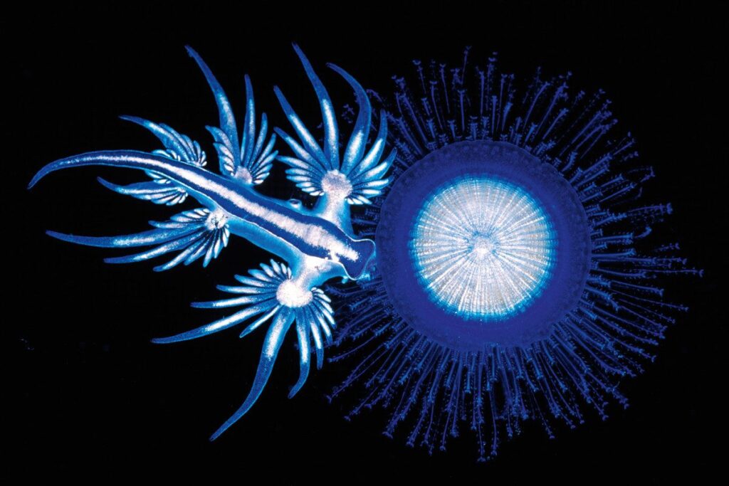 This Unusual Underwater “Blue Dragon” Battles Stolen Jellyfish Venom This Unusual Underwater Blue Dragon Battles Stolen Jellyfish Venom