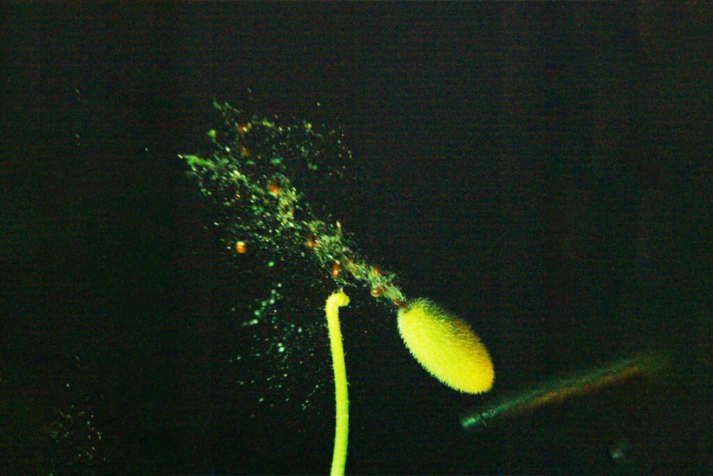 This explosive squirting cucumber can launch seeds at nearly 30