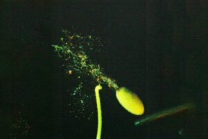 This explosive squirting cucumber can launch seeds at nearly 30