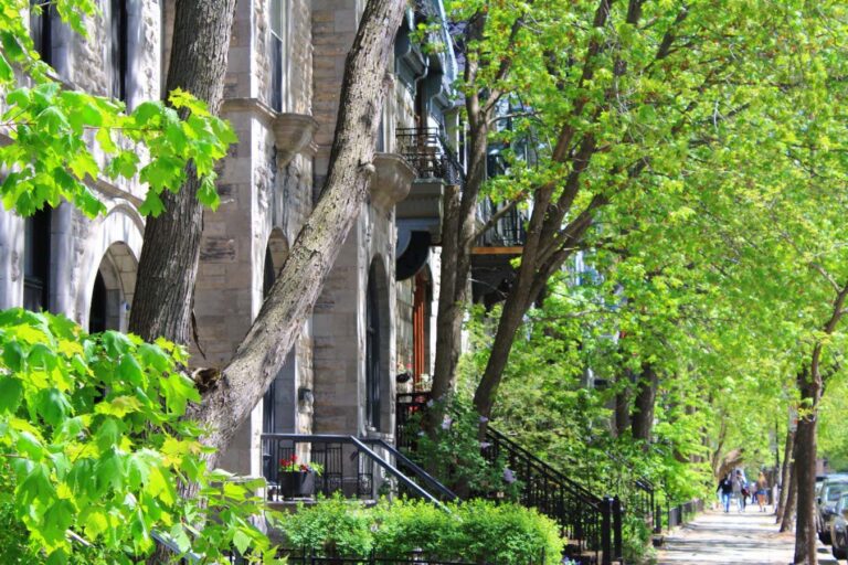 Town Street Trees Survive Drought by Absorbing Water from Leaky