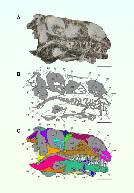 Triassic Sauropod Dinosaur Fossils Unearthed in Switzerland
