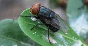 US to Launch Billions of Flies to Tackle Pest Problems