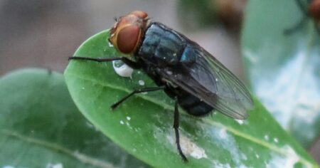 US to Launch Billions of Flies to Tackle Pest Problems