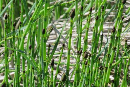 Unique Plants Aid in Reconstructing Ancient Earths Climate