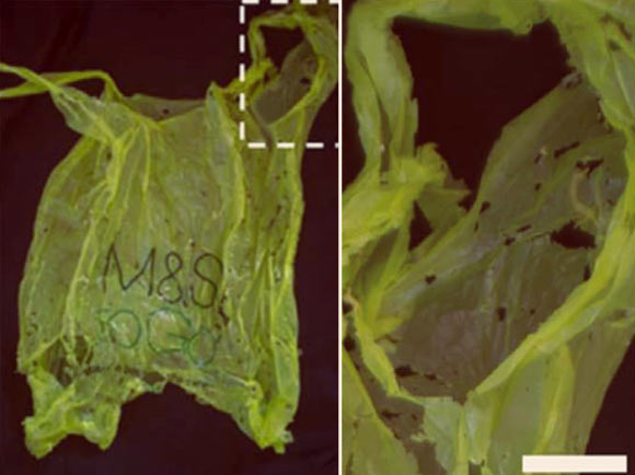 Wax moth caterpillars can metabolically digest plastic and convert it into body fat. Wax moth caterpillars can metabolically digest plastic and convert it