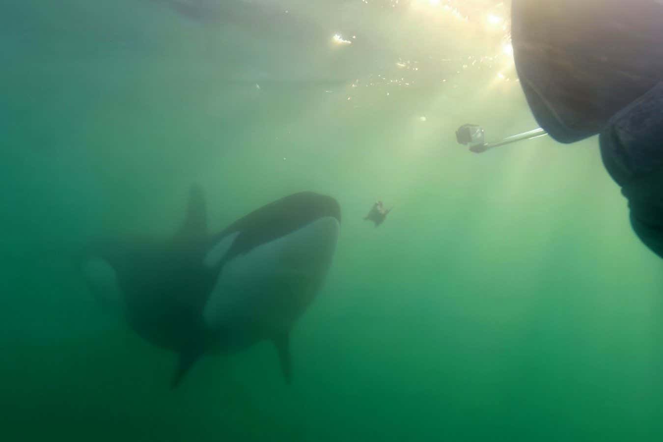 Orca Delivers a Human Gift: What Does It Signify? 1 What Does Orca Mean When They Want to Share Lunch