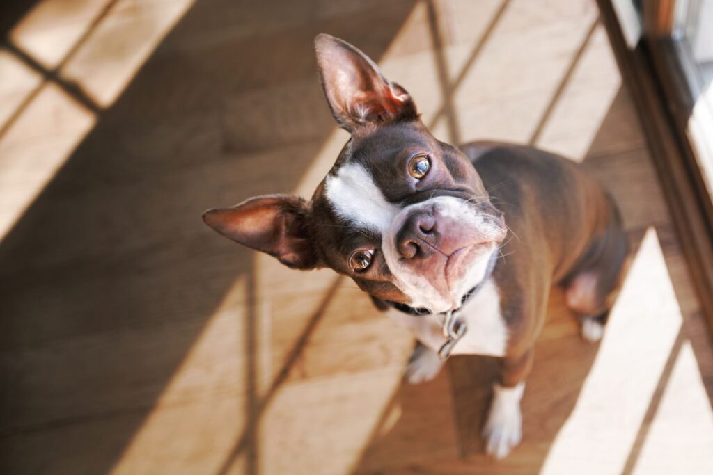 What Your Dog Likely Understands When You Speak