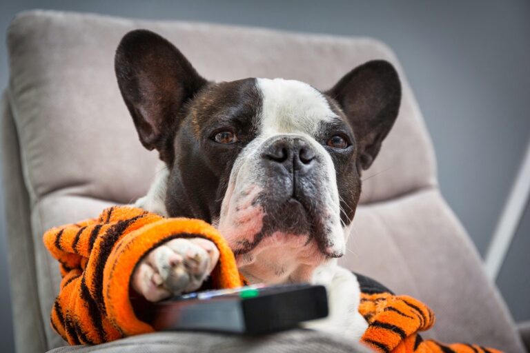 What Your Dogs TV Watching Habits Reveal About Their Personality
