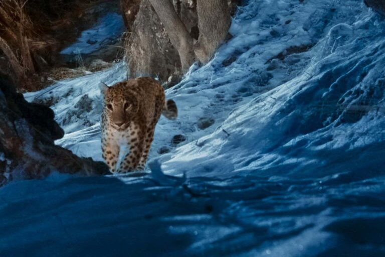 Wild Ones Review: New Nature Documentary Urges Action to Protect Six Endangered Species Wild Ones Review New Nature Documentary Urges Action to Protect