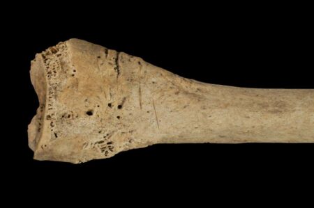 Ancient Cannibalism Evidence Discovered in Human Bones from Spanish Caves Ancient Cannibalism Evidence Discovered in Human Bones from Spanish Caves