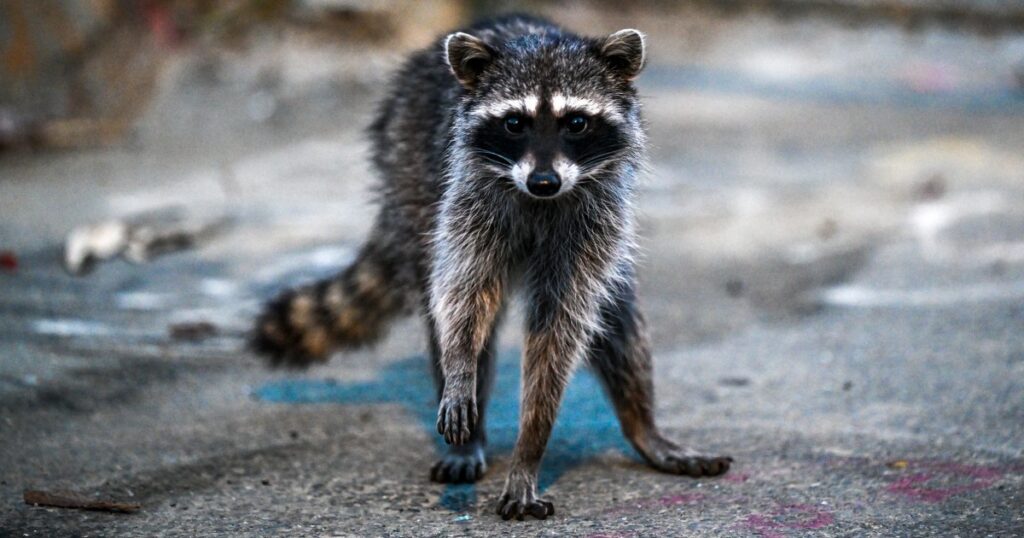 CDC Surveillance Indicates Increase in Rabies Outbreaks Across the U.S. CDC Surveillance Indicates Increase in Rabies Outbreaks Across the US