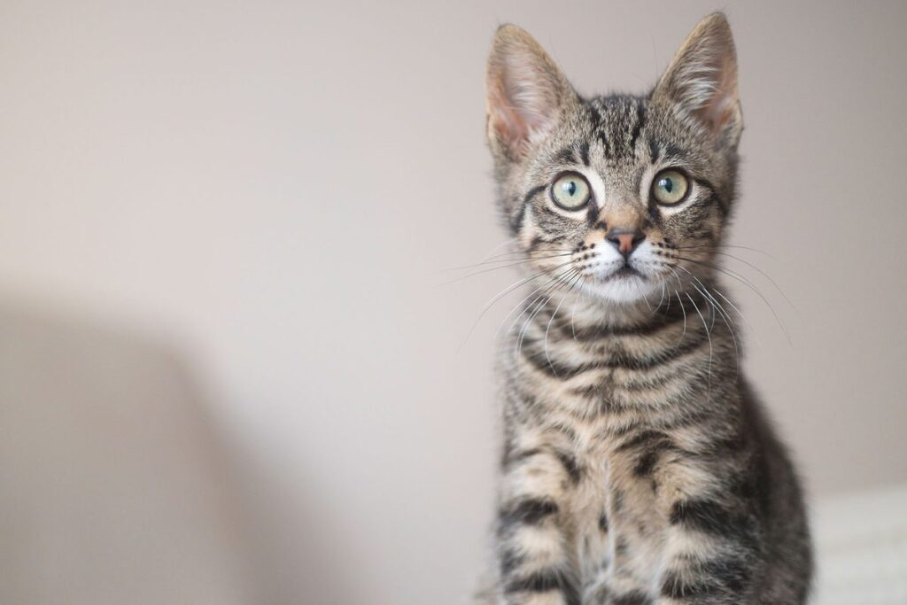 Cats Can Experience Dementia A Potential Key to New Treatments