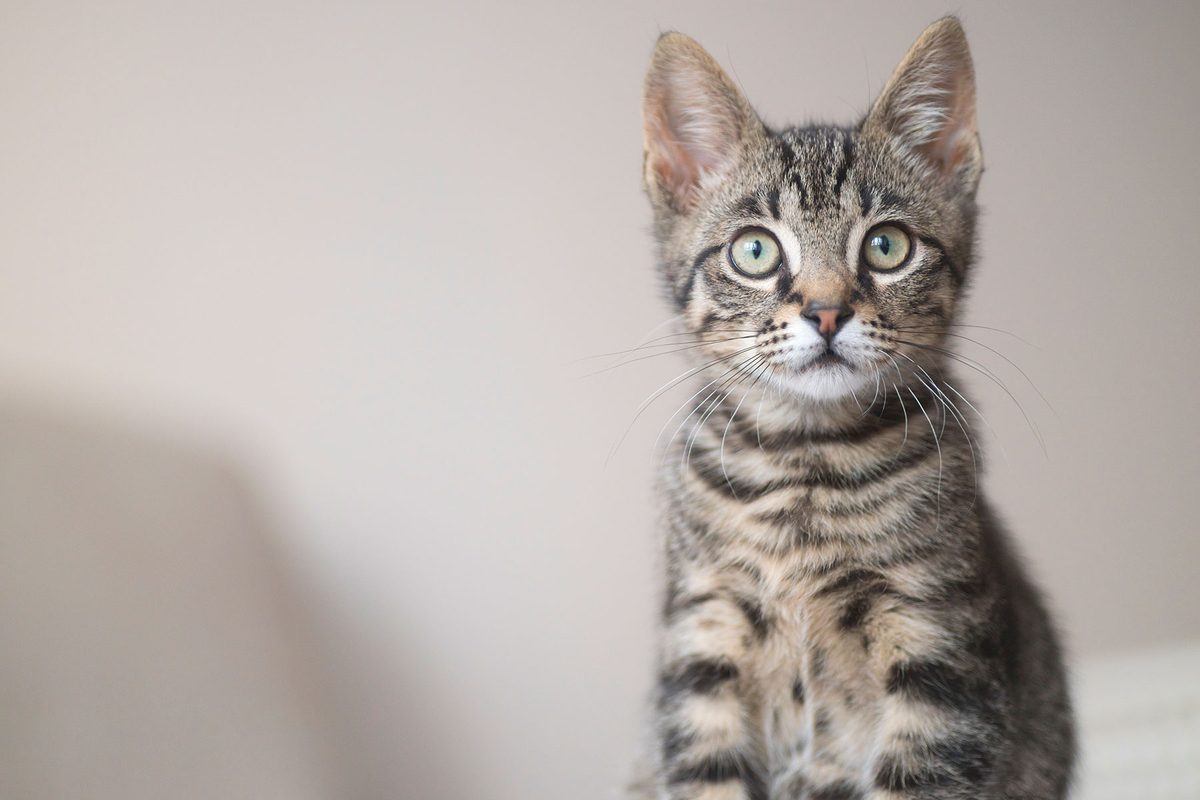 Cats Can Experience Dementia A Potential Key to New Treatments