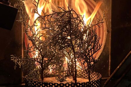 Climate Change Could Increase Tree Flammability