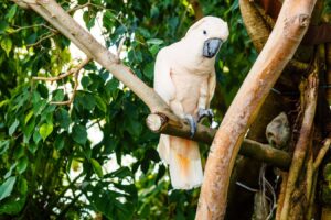 Cockatoos Showcase an Impressive Variety of Dance Moves