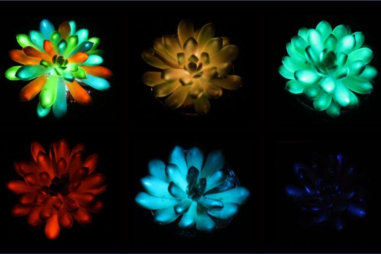 Dark Plants as Alternatives to Street Lights Not a Chance