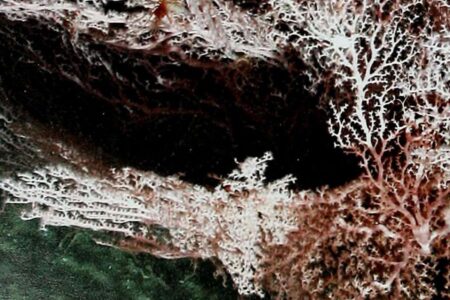 Deep Microorganisms Capable of Harnessing Energy from Earthquakes