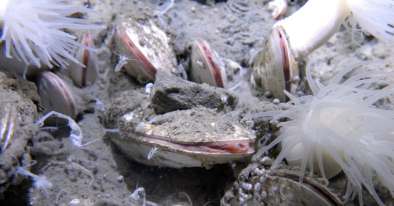 Deep-Sea Submarines Uncover Flourishing Ecosystems Deep Sea Submarines Uncover Flourishing Ecosystems
