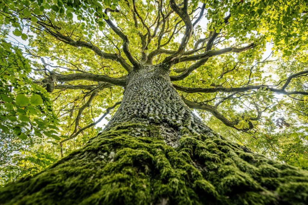 Do Trees Harbor Microbiomes An Obvious Yet Profound Inquiry