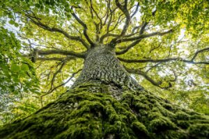 Do Trees Harbor Microbiomes An Obvious Yet Profound Inquiry