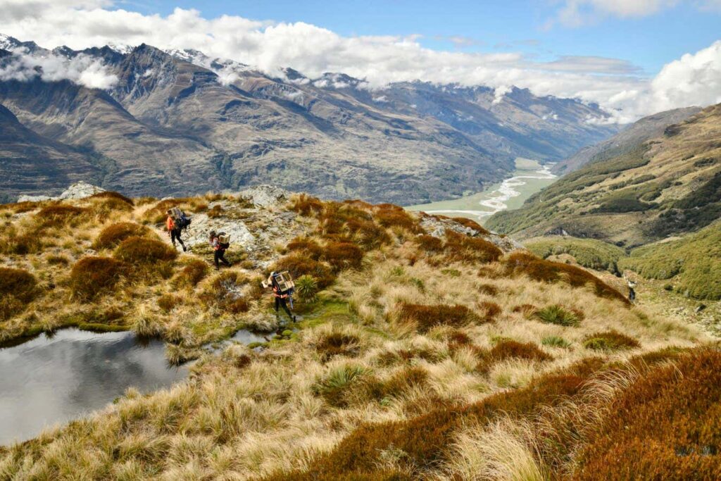 Document the Struggle to Safeguard Endangered Birds in New Zealand