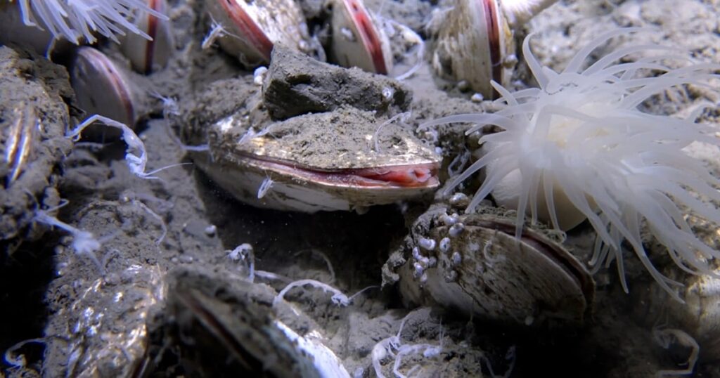 Ecosystem Unearthed 30000 Feet Beneath the Pacific Ocean