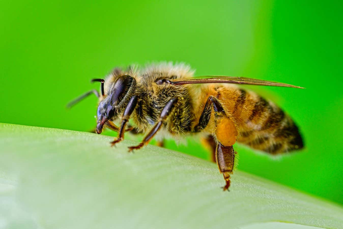 Enhanced Colony Resilience through Artificial Superfoods for Honeybees