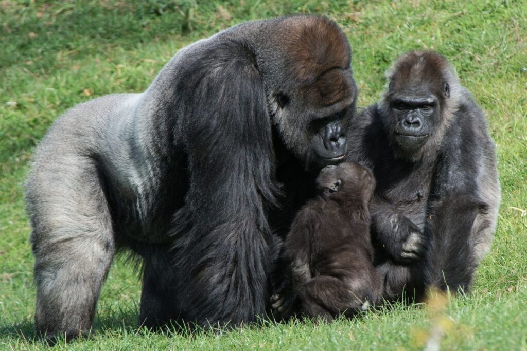 Female Gorillas Can Outpower Men Twice Their Size Study Reveals