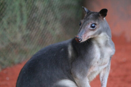 Five Million Year Old Deer Fossils Unearthed in Tennessee