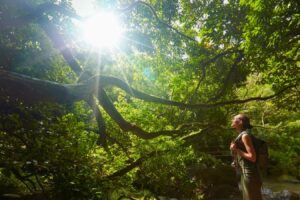 Forest Bathing A Boost for Both Mental Wellness and Physical