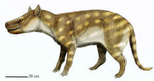 Fossilized Teeth Uncover How Extinct Carnivorous Mammals Adapted to Global